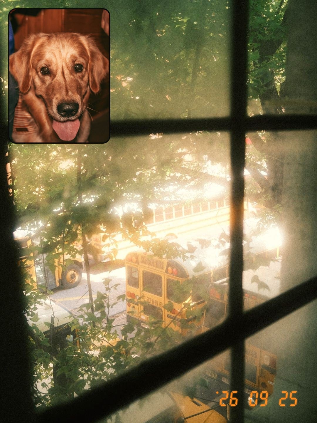 Back camera: a yellow school bus through a window. Selfie inset: a golden retriever.